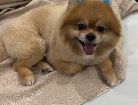 Pomeranian Boo Köpeğime Eş Arıyorum - 118985233