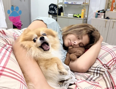 Pomeranian Boo Köpeğime Eş Arıyorum - Görsel 3