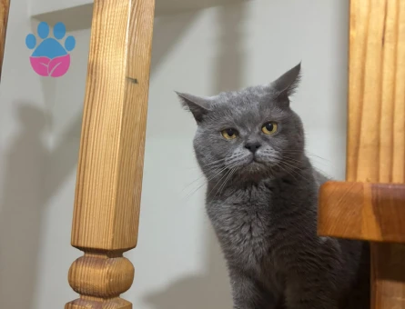 British Shorthair Kedime Eş Arıyorum - Görsel 2