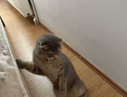 Scottish Fold Oğlumuza dişi eş arıyoruz - 118972427