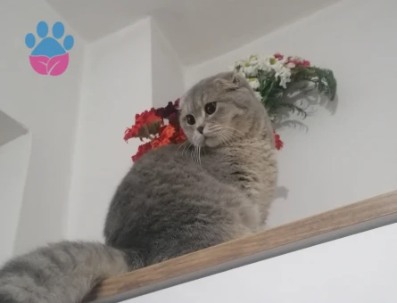 Oğlumuza dişi eş arıyoruz