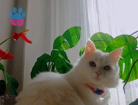 15 aylık dişi british longhair kedime eş arıyorum