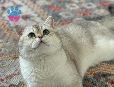 Golden British shorthair oğluma eş arıyorum