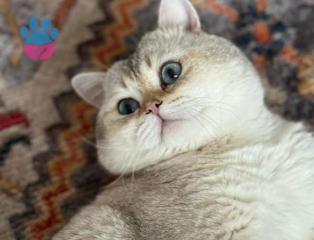 Golden British shorthair oğluma eş arıyorum