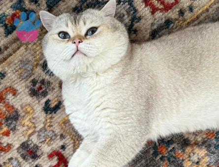 Golden British shorthair oğluma eş arıyorum