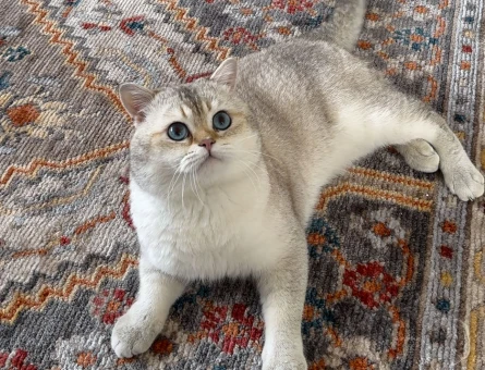 Golden British shorthair oğluma eş arıyorum - 118972433