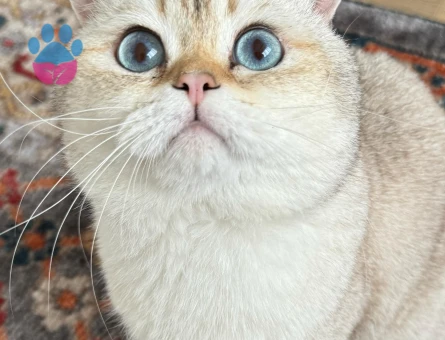 Golden British shorthair oğluma eş arıyorum