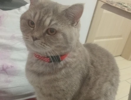 British shorthair - 118972437