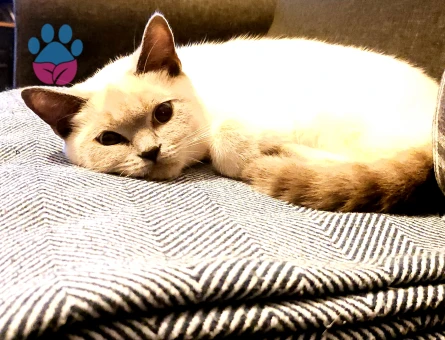 Safkan siyam kızımız Luna'ya uygun eş arıyoruz