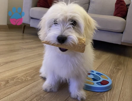 Dişi maltese terrier eş arıyoruz.