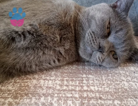 Erkek yavruma eş arıyoruz