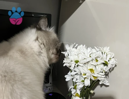 ERKEK KEDİM İÇİN EŞ ARIYORUM