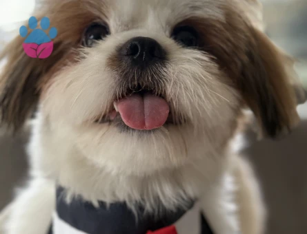 Yakışıklı Oğlumuza Gelin Arıyoruz