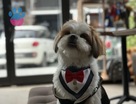 Yakışıklı Oğlumuza Gelin Arıyoruz