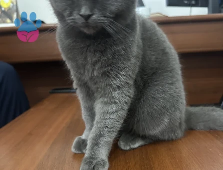Gorilimize eş arıyoruz