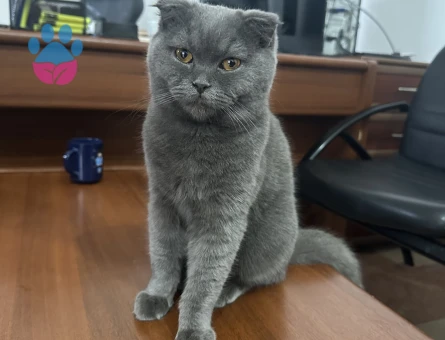 Gorilimize eş arıyoruz