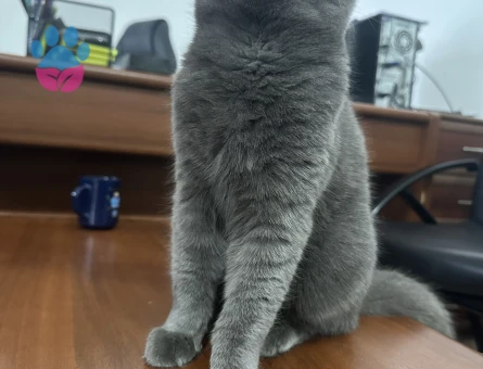 Gorilimize eş arıyoruz