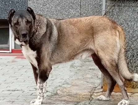 Sivas kangal - 118973018