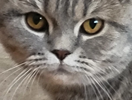 British shorthair kendimize eş arıyoruz - 118973024