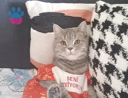 British shorthair kendimize eş arıyoruz