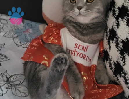 British shorthair kendimize eş arıyoruz