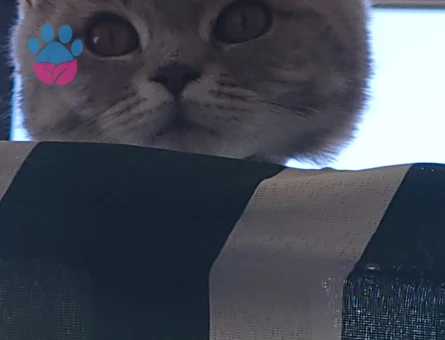 British shorthair kendimize eş arıyoruz