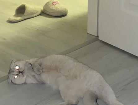 SCOTTISH FOLD KEDİME ERKEK ARIYORUM - 118973029