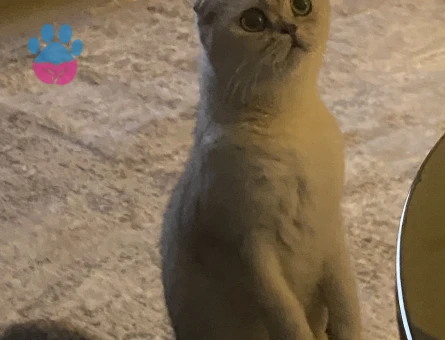 SCOTTISH FOLD KEDİME ERKEK ARIYORUM