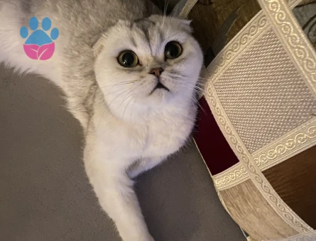 SCOTTISH FOLD KEDİME ERKEK ARIYORUM