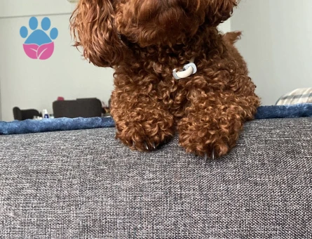 Toy poodle red brown