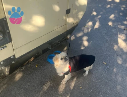 Erkek pekinez arıyorum