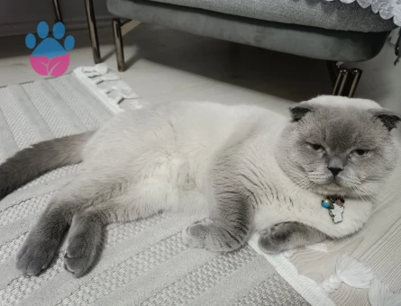 Scottish Fold Kedime Eş Arıyorum