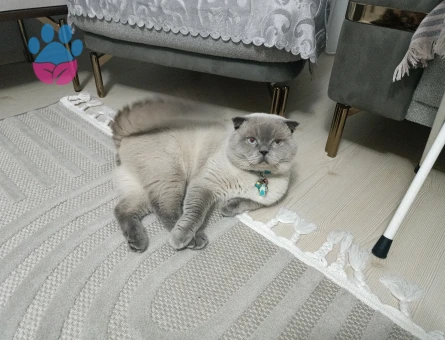 Scottish Fold Kedime Eş Arıyorum