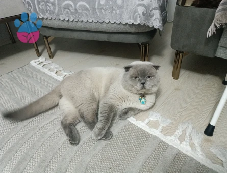 Scottish Fold Kedime Eş Arıyorum