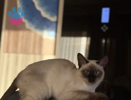 Siyam 10 aylık kızıma eş arıyoruz!