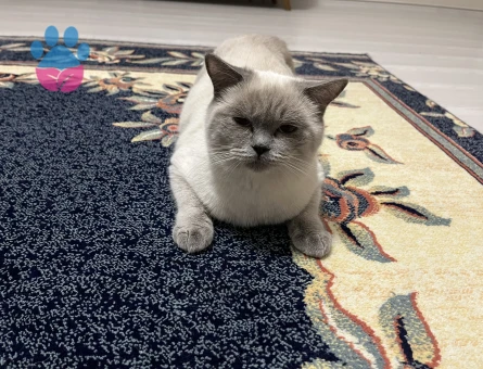 Kedimize uygun erkek eş arıyoruz