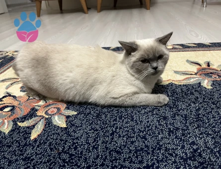 Kedimize uygun erkek eş arıyoruz