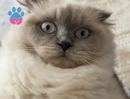 Scottish fold Bluepoint 1 Yaşında Eş Arıyor