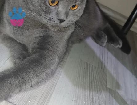 Scottish  Fold Erkek 11 Aylık Eş Arıyor