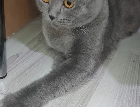 Scottish  Fold Erkek 11 Aylık Eş Arıyor - 118973800