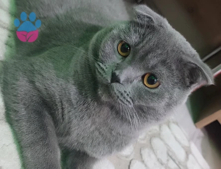 Scottish  Fold Erkek 11 Aylık Eş Arıyor