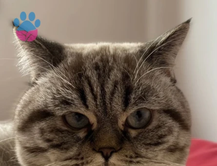 2 yaşındaki oğluma dişi eş arıyorum