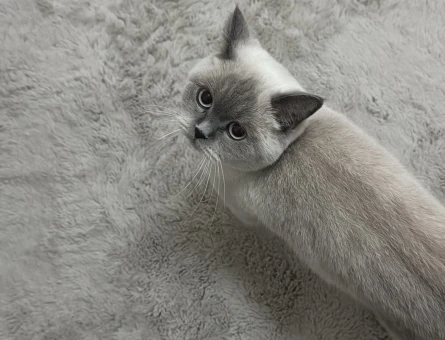 British Shorthair Kızıma Erkek kedi arıyorum - 118973804