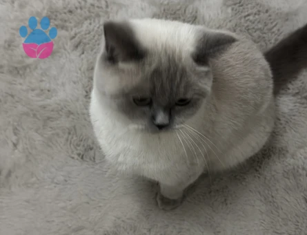 British Shorthair Kızıma Erkek kedi arıyorum