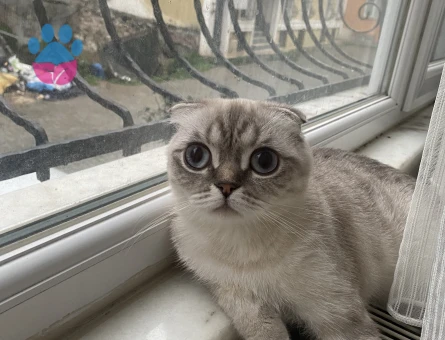 Scottish Fold Kedime Eş Arıyorum