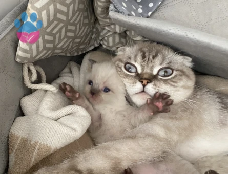 Scottish Fold Kedime Eş Arıyorum