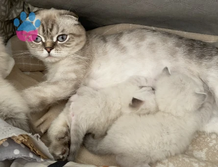 Scottish Fold Kedime Eş Arıyorum