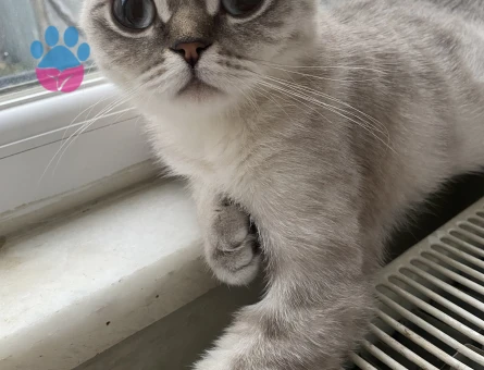 Scottish Fold Kedime Eş Arıyorum