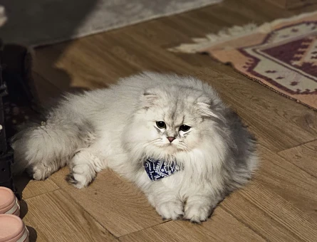 British Shorthair Erkek Kedime Eş Arıyorum - 118973808