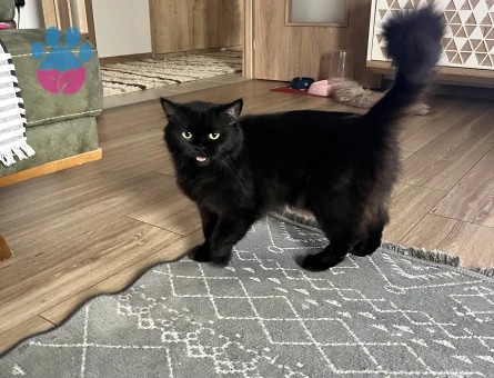British Shorthair Kara kızımıza eş arıyoruz